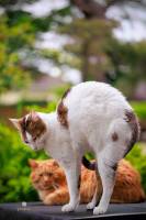 Laurent GALLIANO - PROXILUZ